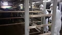 Veterinarios inspeccionando a los terneros en el buque Karim Allah (Captura de pantalla)