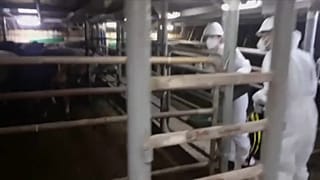 Veterinarios inspeccionando a los terneros en el buque Karim Allah (Captura de pantalla)