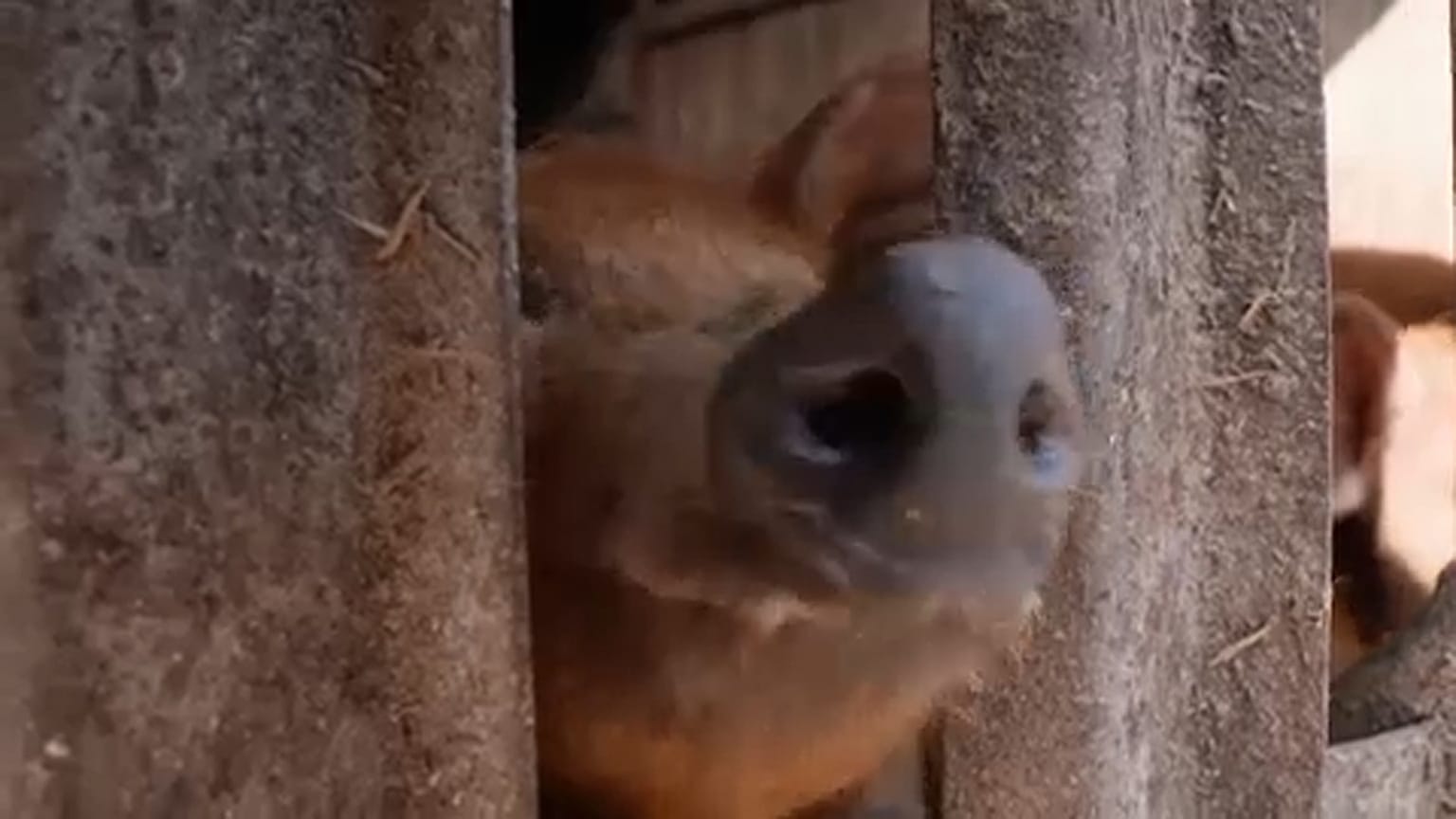 Mangalica kíváncsiskodik a kerítésen keresztül