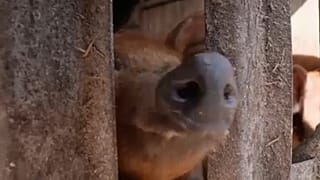 Mangalica kíváncsiskodik a kerítésen keresztül