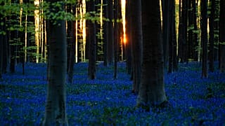 Forêt de Halle en Belgique