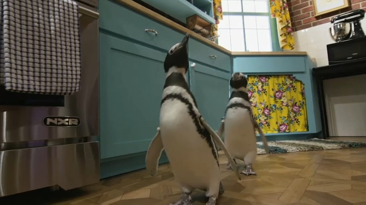 Pingouins dans une réplique des décors de "Friends"