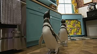 Pingouins dans une réplique des décors de "Friends"