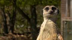 Erdmännchen im Kopenhagener Zoo