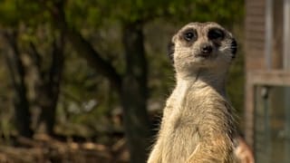 Erdmännchen im Kopenhagener Zoo