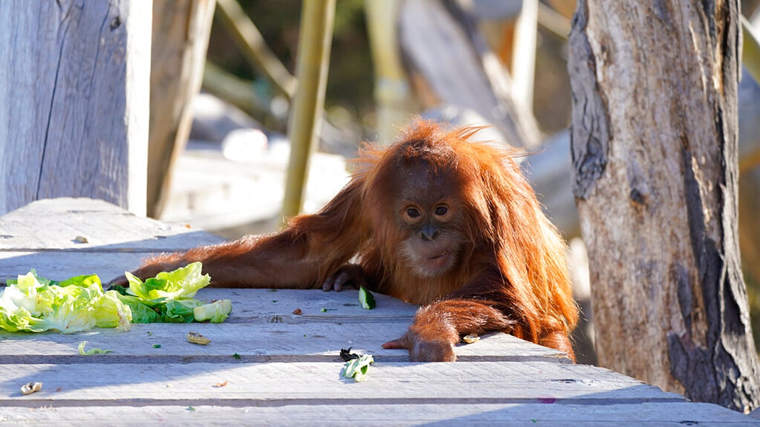 A Sumattran orangutan climbs onto a landing to get some food at the Denver Zoo on Nov. 5, 2020.