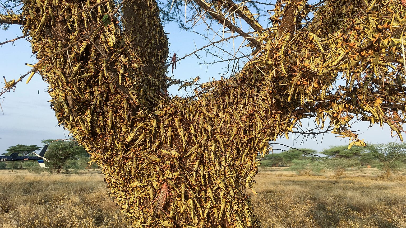 Gafanhotos cobrem uma árvore por completo