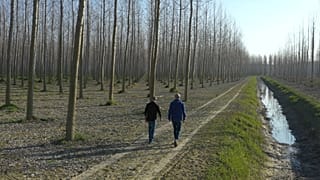 تغییرات آب‌وهوایی؛ آیا کاشت میلیاردها درخت هوای زمین را تصفیه می‌کند؟