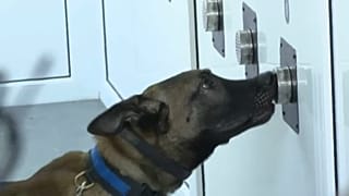 Police dog practicing to detect Sars-CoV-2, Police Dog Center in Sibiu
