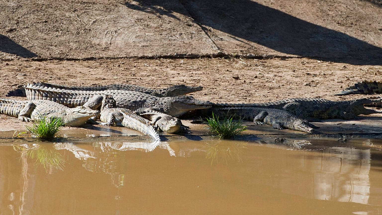 Varios cocodrilos se escapan de una granja en Sudáfrica a unos 150 km de Ciudad del Cabo