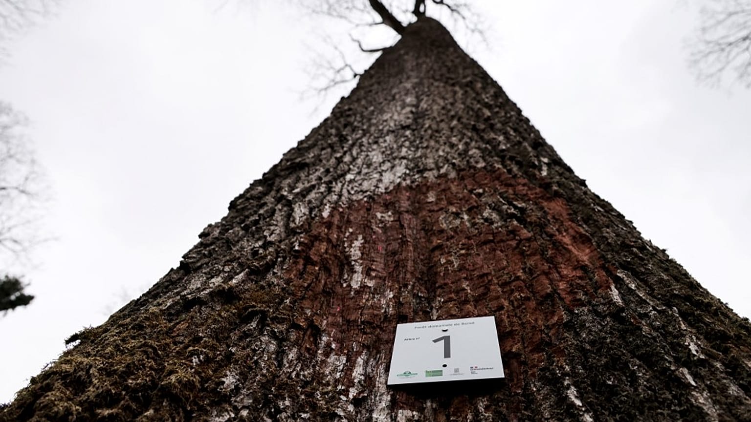 L'un des chênes sélectionnés pour la reconstruction de la cathédrale Notre-Dame de Paris - Forêt de Bercé (Sarthe), 05/03/2021