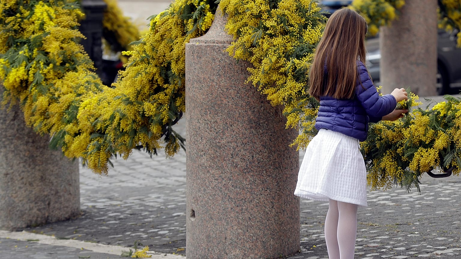 Mimose nel giorno della Festa della Donna