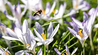 Biene sammelt Pollen