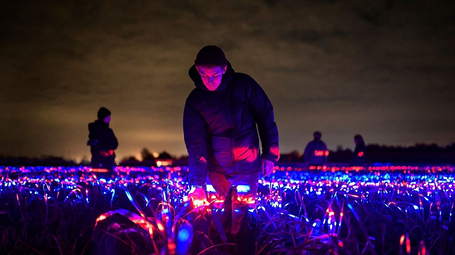 Light recipes help plants to grow in the Netherlands