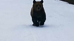 Der Bär versuchte mit aller Kraft, Tuchfühlung zu dem filmenden Skifahrer aufzunehmen