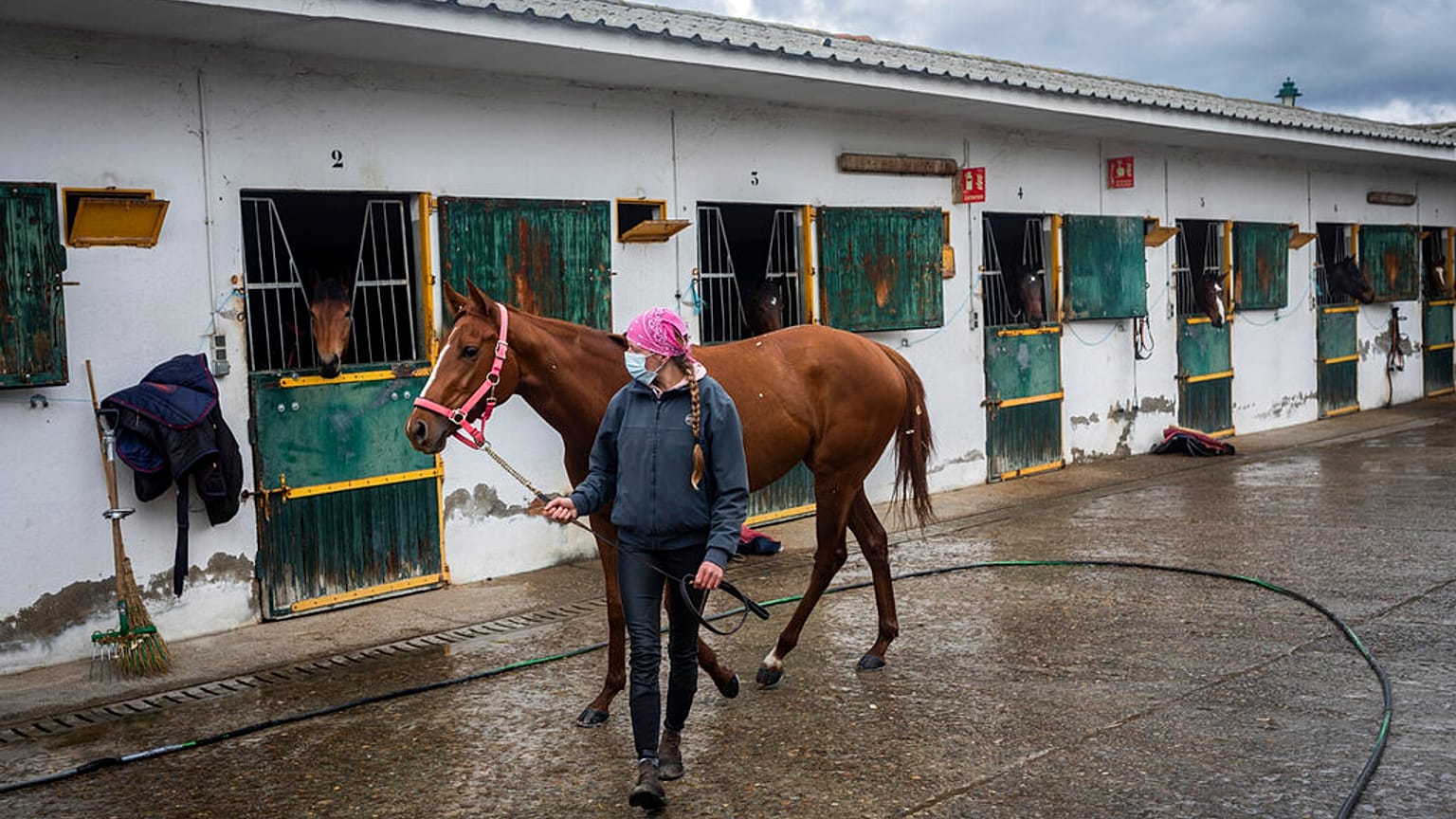 Surto no mundo equestre: "É uma espécie de covid-19 para cavalos"