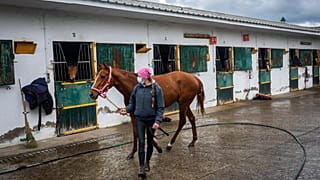 Surto no mundo equestre: "É uma espécie de covid-19 para cavalos"