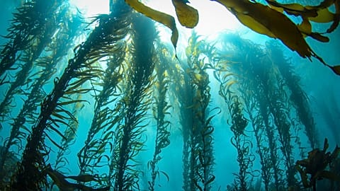 Kelp forests are important ecosystems under the sea