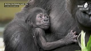 Gorilla-Baby Tilla in den Armen seiner Mutter im Zoo Berlin
