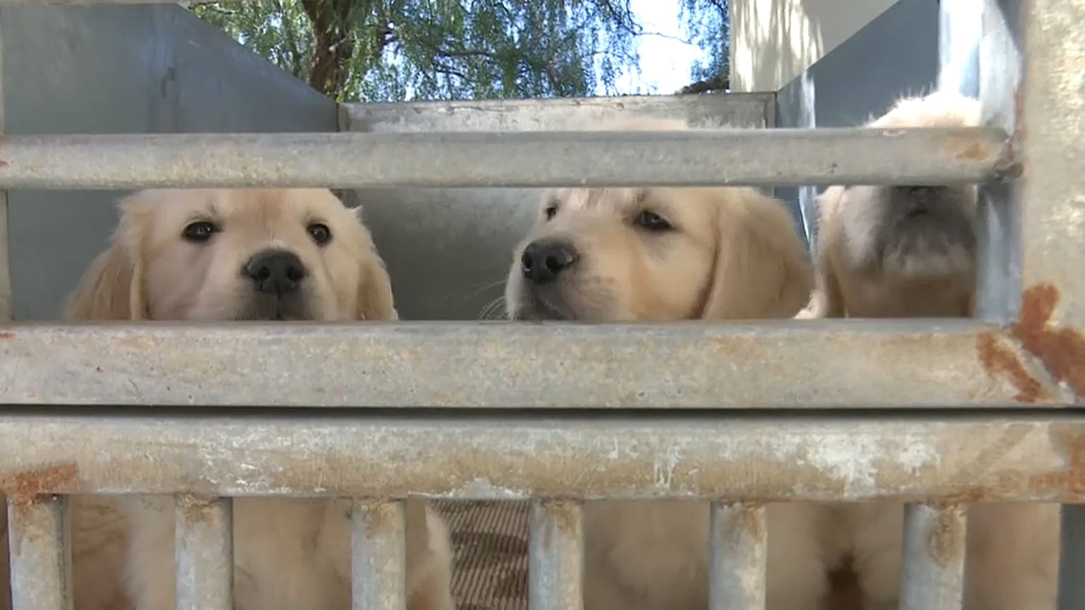 GOLDEN RETRIEVER PUPPIES