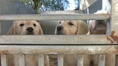 GOLDEN RETRIEVER PUPPIES