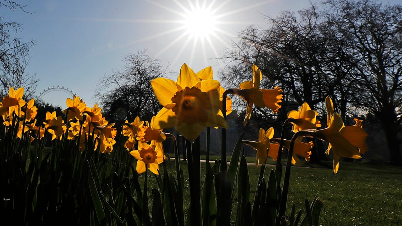 Daffodils bloom in a park in London, Tuesday, March 9, 2021.