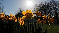 Daffodils bloom in a park in London, Tuesday, March 9, 2021.