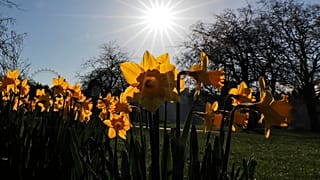Daffodils bloom in a park in London, Tuesday, March 9, 2021.