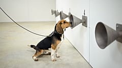 Photo d'illustration : l'entraînement d'un chien renifleur pour détecter le Covid-19, à Bredene - Belgique - le 3 mars 2021.
