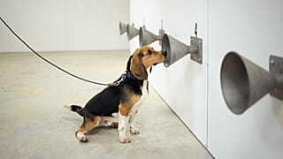 Photo d'illustration : l'entraînement d'un chien renifleur pour détecter le Covid-19, à Bredene - Belgique - le 3 mars 2021.