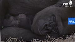 Una imagen del gorilla Tilla y su madre en el zoo de Berlín.