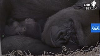Una imagen del gorilla Tilla y su madre en el zoo de Berlín.