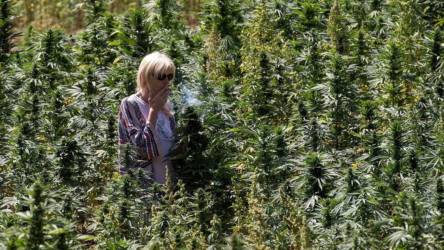 Turista en un campo de cannabis cerca de Ketama en la región del Rif de Marruecos