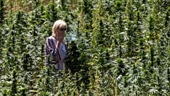 Turista en un campo de cannabis cerca de Ketama en la región del Rif de Marruecos