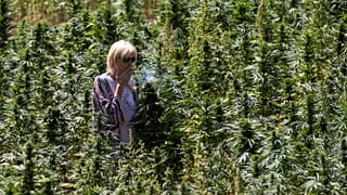 Turista en un campo de cannabis cerca de Ketama en la región del Rif de Marruecos