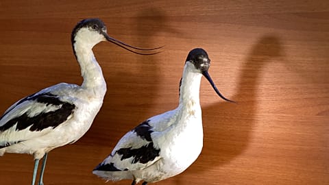 Vögel in Albanien: Bald nur noch ausgestopft zu bewundern? (Englischsprachiges Interview im Originalton)