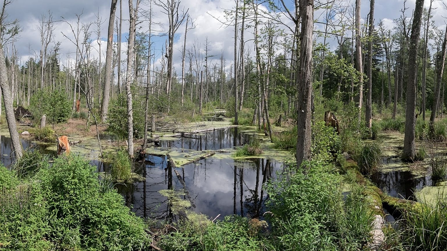 Bialowieza forest is one of the only remaining fragments of Europe's primeval forests. 