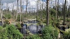 Bialowieza forest is one of the only remaining fragments of Europe's primeval forests. 