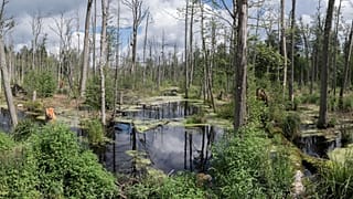 Bialowieza forest is one of the only remaining fragments of Europe's primeval forests.