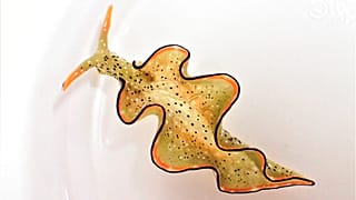 Forscher haben herausgefunden, dass einigen japanischen Meeresschnecken ganze neue Körper wachsen können, wenn man ihnen den Kopf abtrennt.