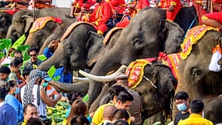 Journée nationale de l'éléphant en Thaïlande
