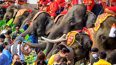 Journée nationale de l'éléphant en Thaïlande