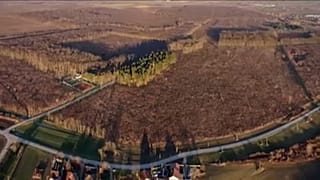 Alig kilenc hektár maradt meg a Bácspalánka városát övező erdőből.