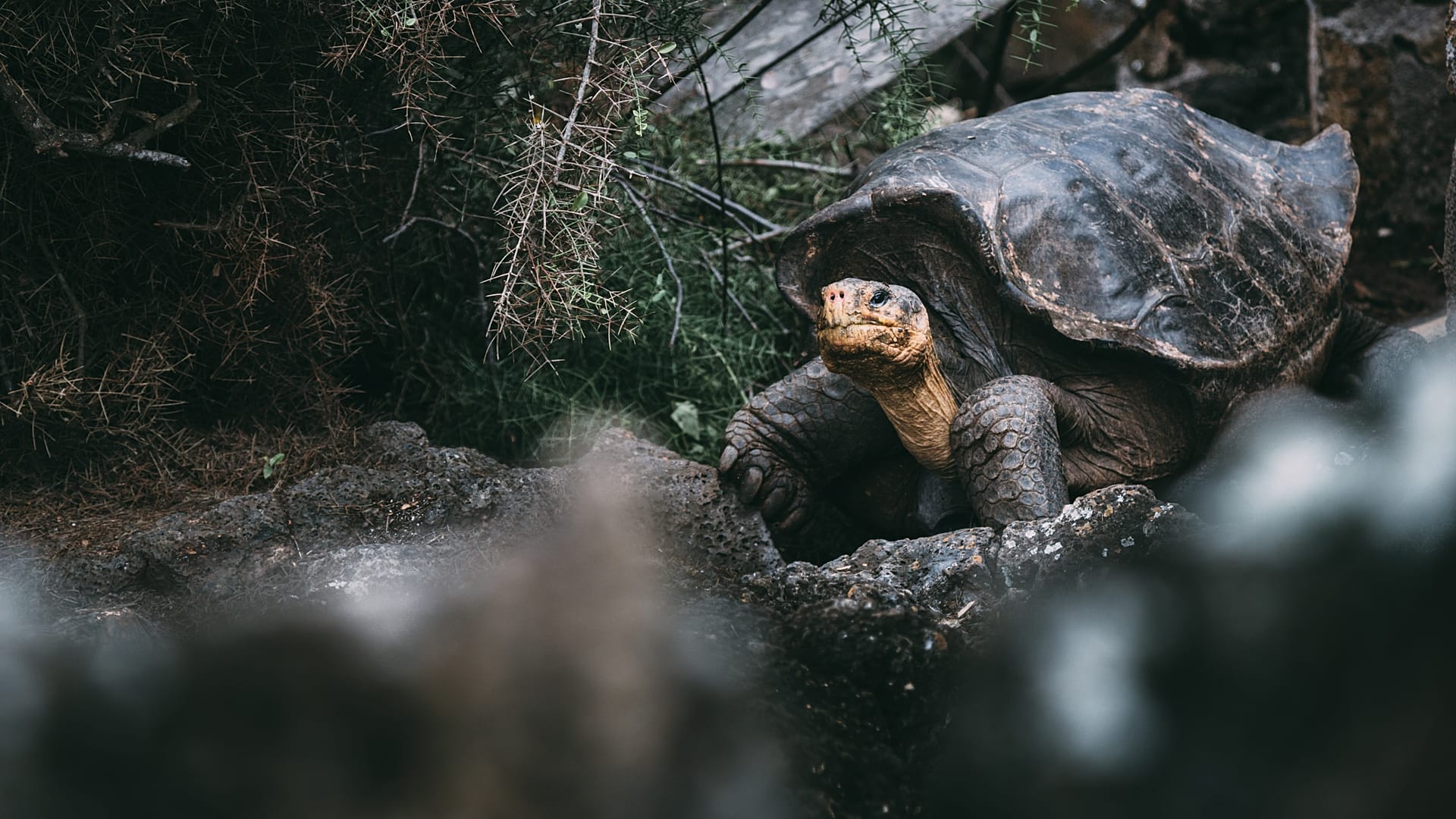 Defying extinction: These 8 species prove there is hope for the world’s ...