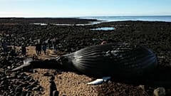 Carcaça de baleia em Reykjanes