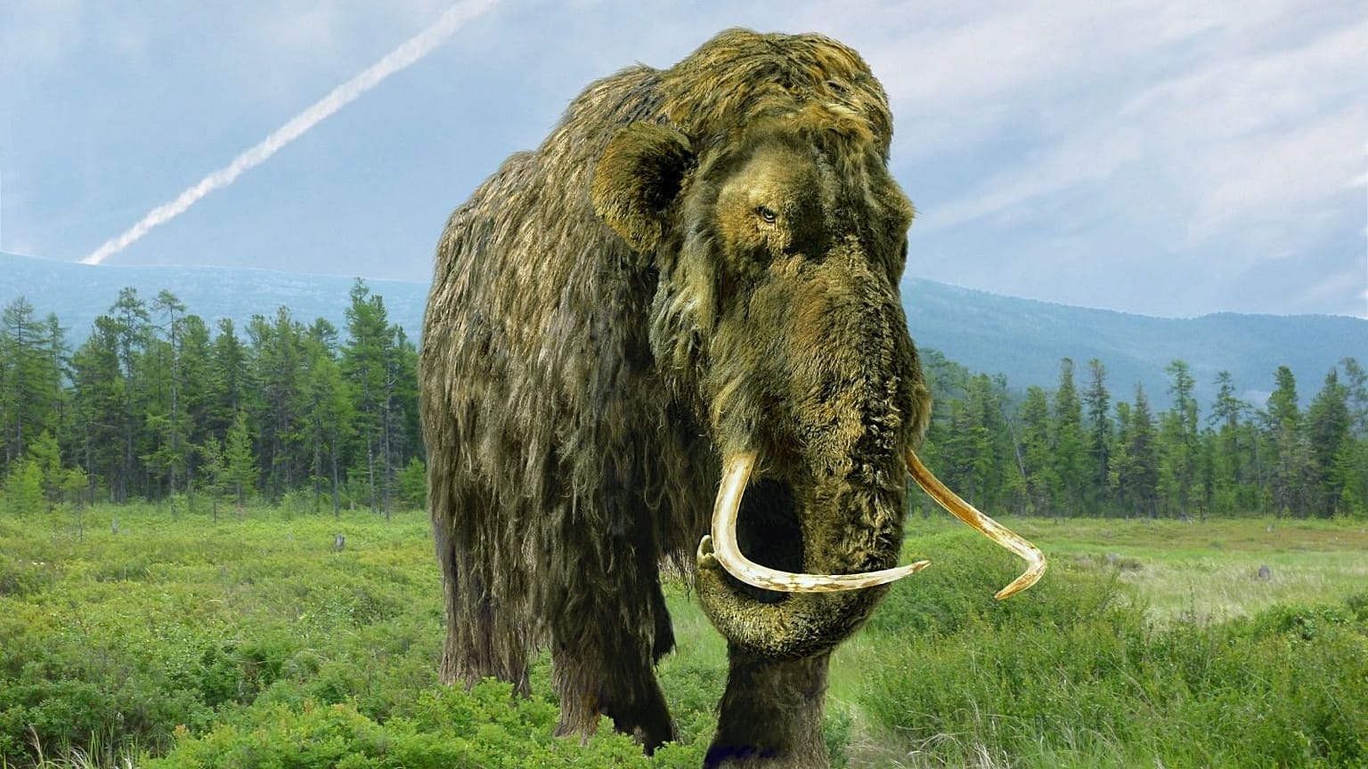 Woolly Mammoth
