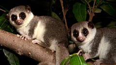 The small primate is the only tropical mammal known to hibernate.