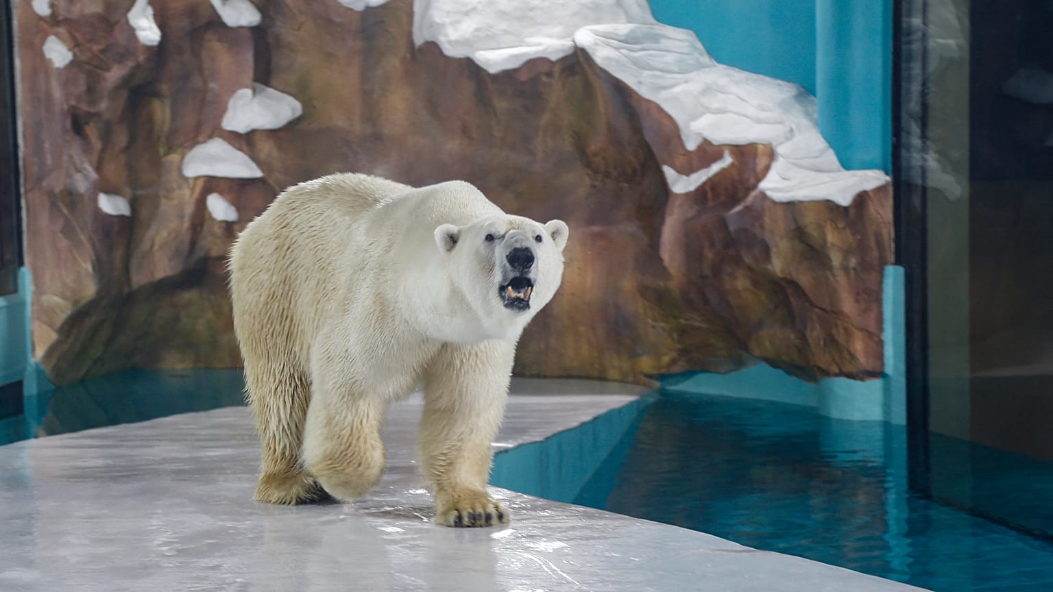A polar bear in the world's first 'polar bear hotel'