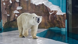 A polar bear in the world's first 'polar bear hotel'