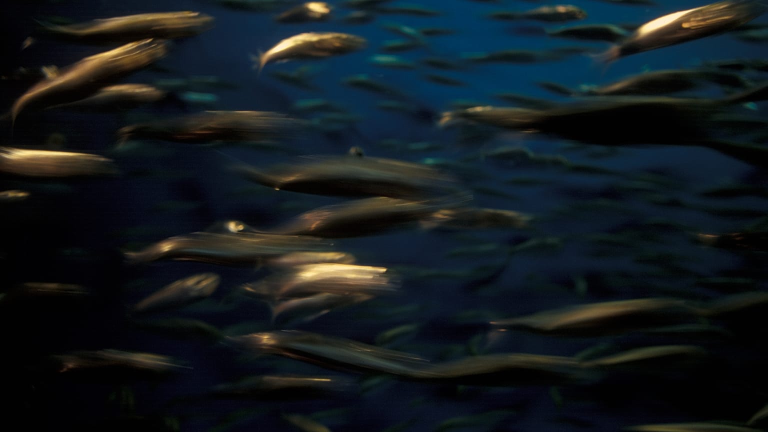 A school of squid underwater. 